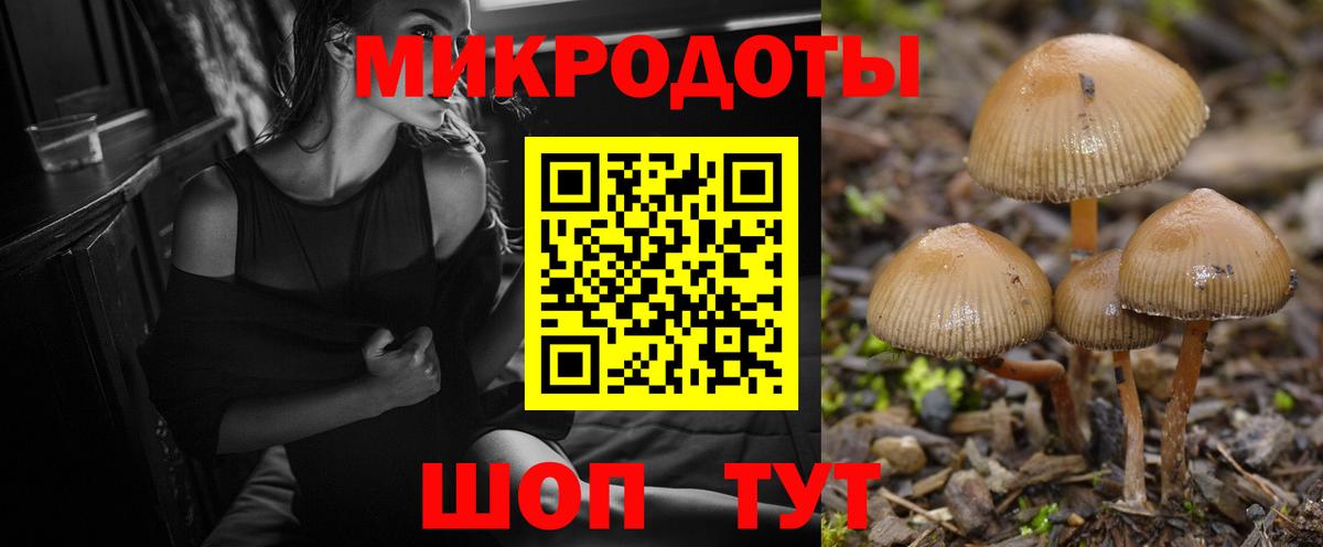Псилоцибиновые грибы Psilocybe Заводоуковск
